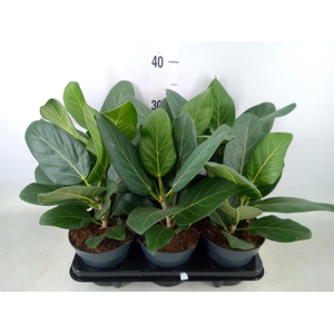 Ficus benghalensis 'Audrey'