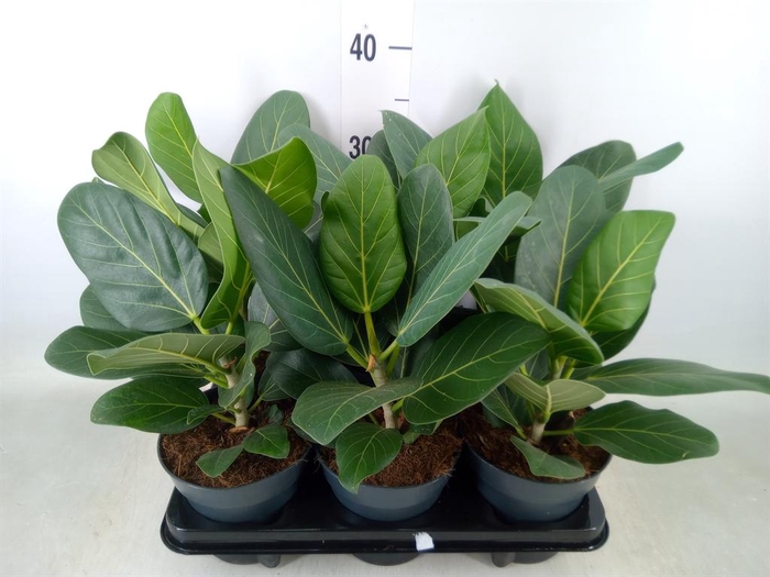 <h4>Ficus benghalensis 'Audrey'</h4>