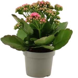 Kalanchoë 12 cm Perfecta Pink Lips in transparant sleeve