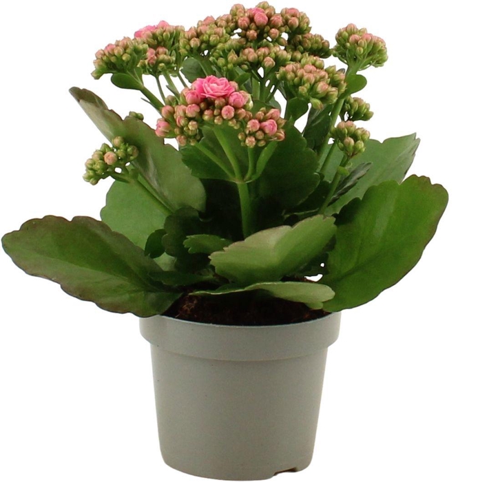 <h4>Kalanchoë 12 cm Perfecta Pink Lips in transparant sleeve</h4>