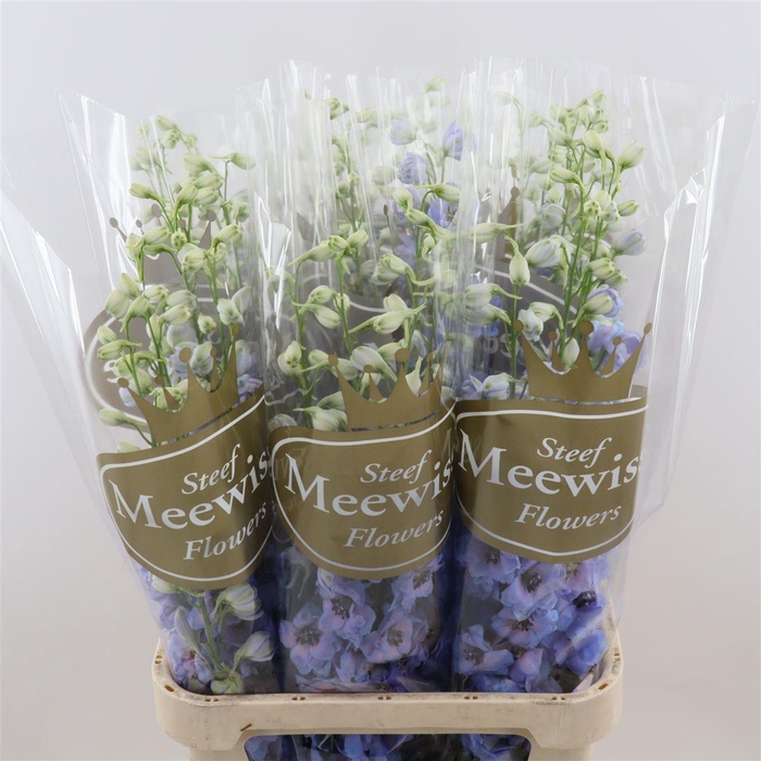 <h4>Delph Du Dew Azul</h4>