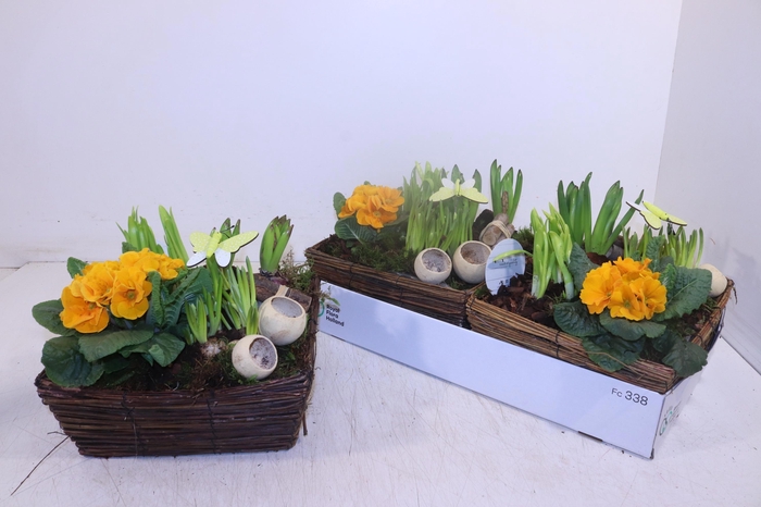 <h4>ARR TUINPLANTEN</h4>