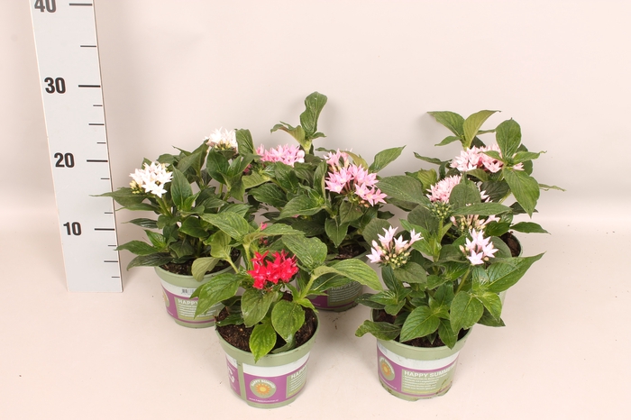<h4>Pentas Divers</h4>