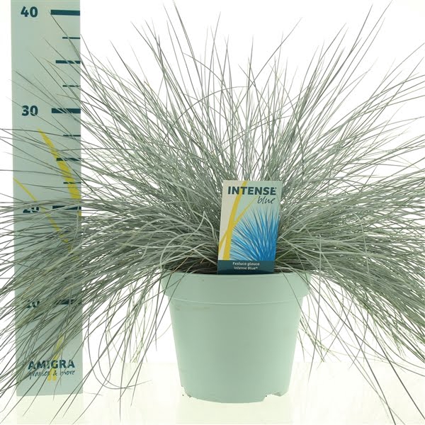 Festuca glauca Intense Blue®