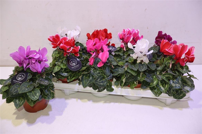 <h4>Cycl Md Patio</h4>