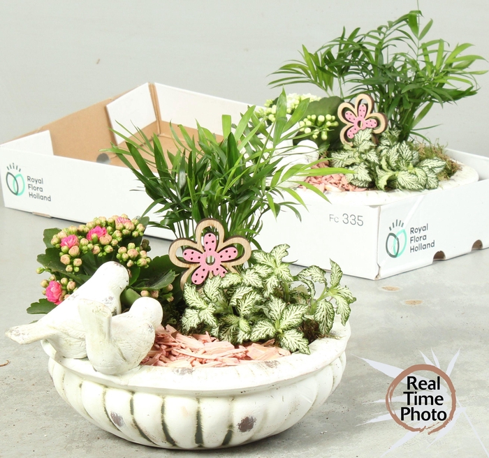 <h4>ARR KAMERPL</h4>