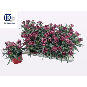 DIAN OSC PINK PURPLE