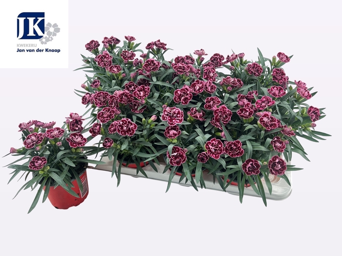 <h4>DIAN OSC PINK PURPLE</h4>