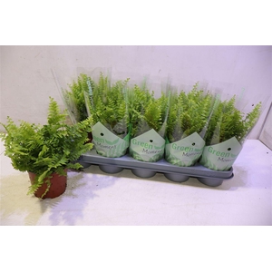 arr8 Nephr Ex Green Momen