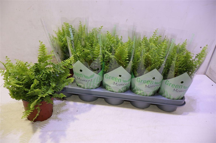 <h4>arr8 Nephr Ex Green Momen</h4>