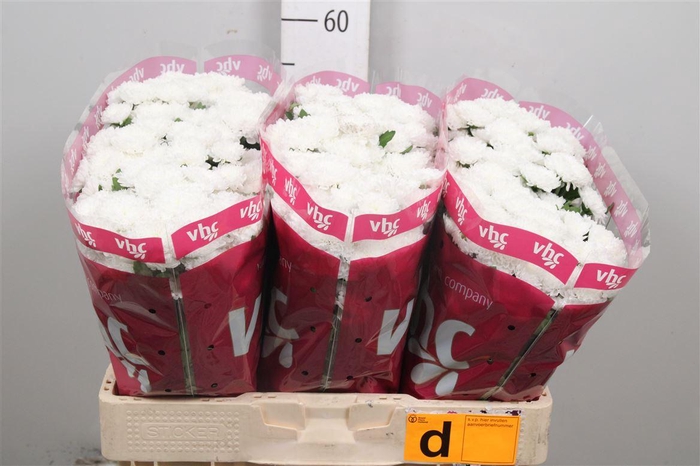 <h4>Chr S Baykal</h4>