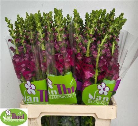 <h4>Antir Orl Rose</h4>