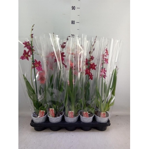 Burrageara  'Nelly Isler'