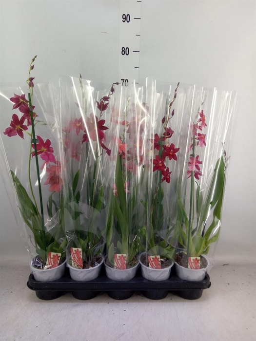 <h4>Burrageara  'Nelly Isler'</h4>