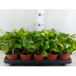 Epipremnum pinn. 'Aureum'