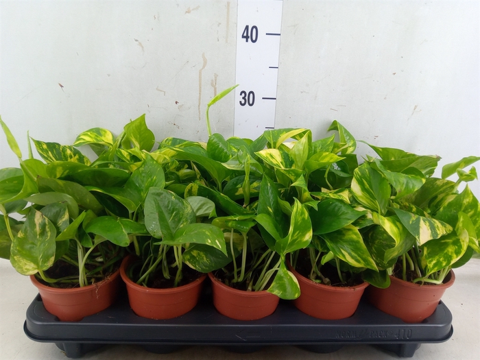 <h4>Epipremnum pinn. 'Aureum'</h4>