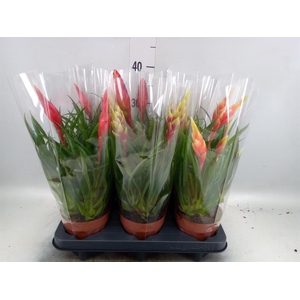 Vriesea  MF   ...mix 2