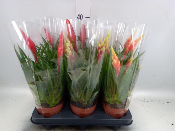 <h4>Vriesea  MF   ...mix 2</h4>