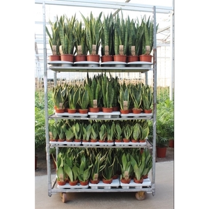 Sansevieria Mixkar 