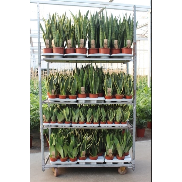 <h4>Sansevieria Mixkar "Rough & Tough"</h4>