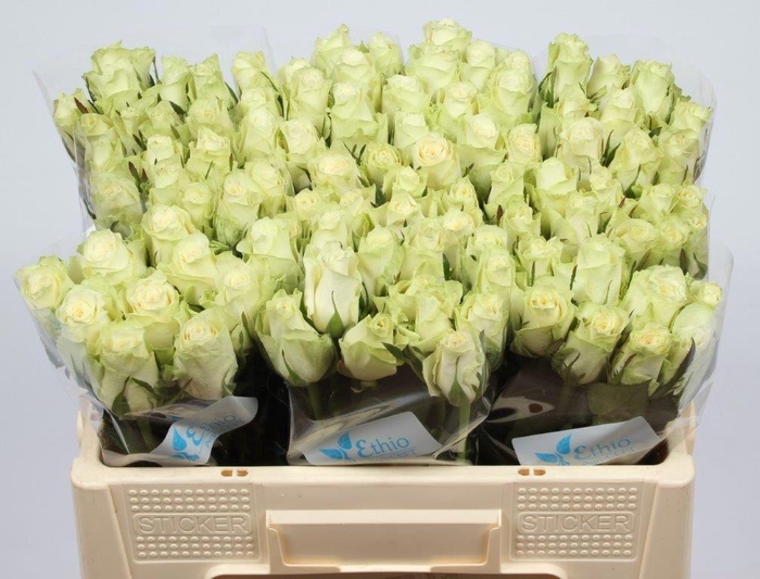 <h4>R GR ATHENA</h4>