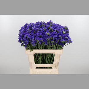 Limonium Crystal Dark Blue