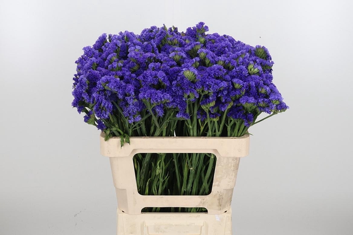 <h4>Limonium Crystal Dark Blue</h4>