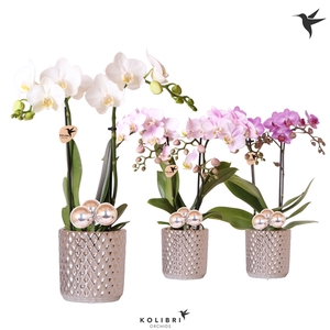 Kolibri Orchids Phalaenopsis 2 spike in Diamond pot silver Xmas