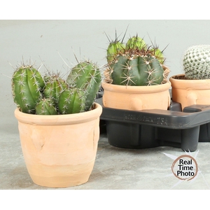 CACTUS OV