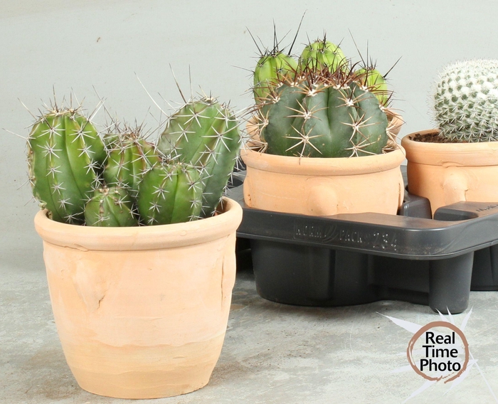 <h4>CACTUS OV</h4>