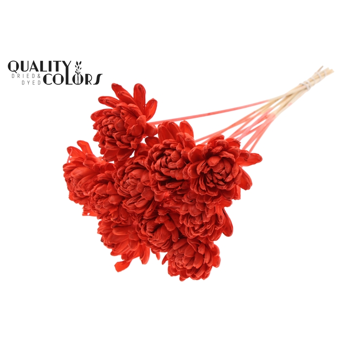 <h4>Shola New Beauty Rose Ø8cm on stem Coral</h4>