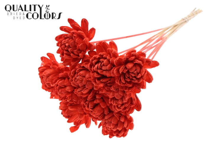 Shola New Beauty Rose Ø8cm on stem Coral