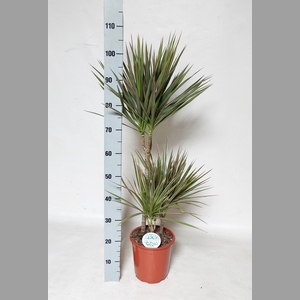 DRA MARG BICOLOR