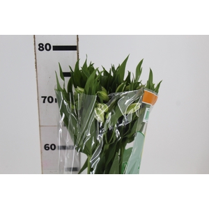 ALSTROEMERIA PRESTIGE 080 CM BRANCO