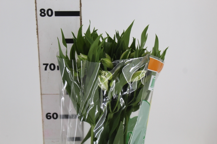 <h4>ALSTROEMERIA PRESTIGE 080 CM BRANCO</h4>