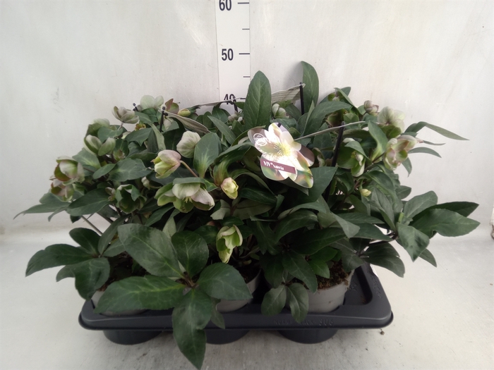 <h4>Helleborus erics. 'Viv Valeria'</h4>