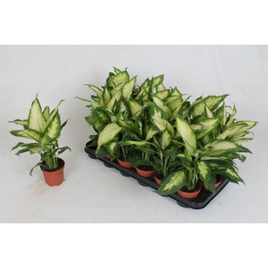 Dieffenbachia  'Camilla'