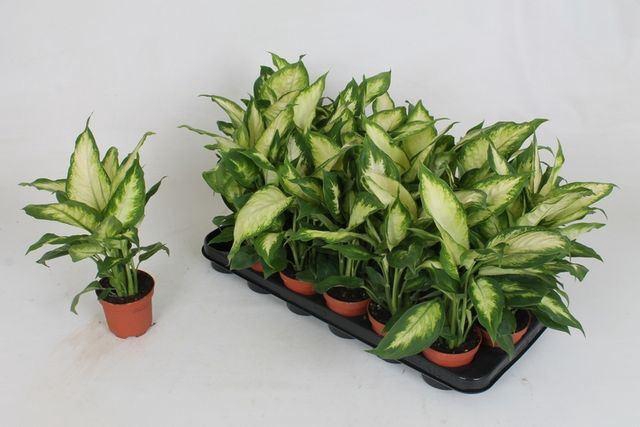 <h4>Dieffenbachia  'Camilla'</h4>