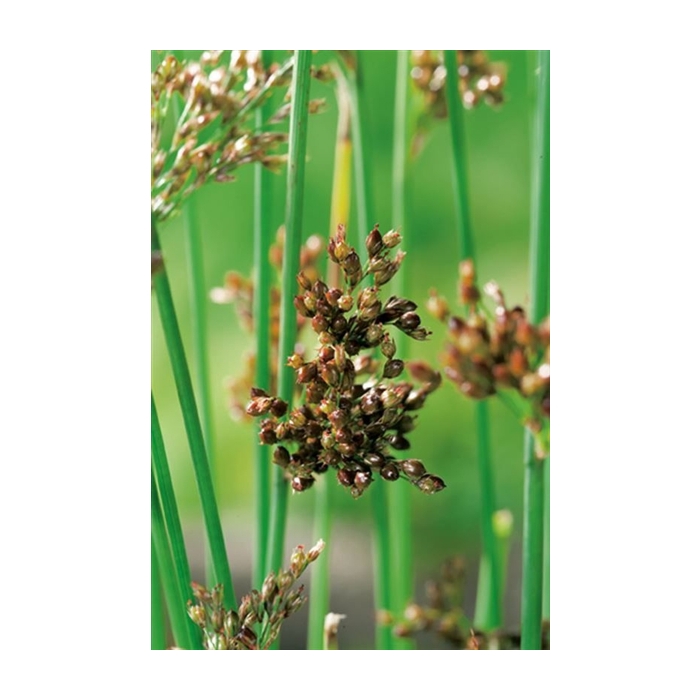 <h4>Juncus inflexus</h4>