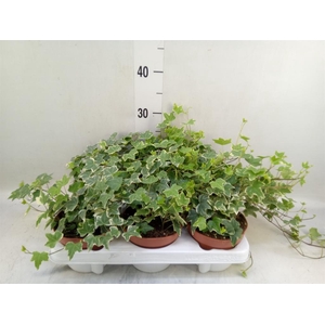 Hedera helix 'Eva'
