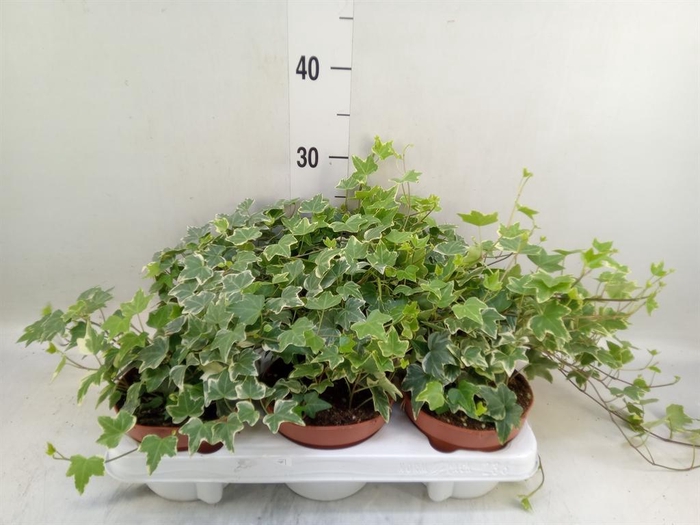 <h4>Hedera helix 'Eva'</h4>