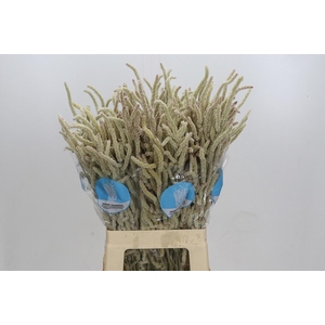 AMAR YEARMING DESERT