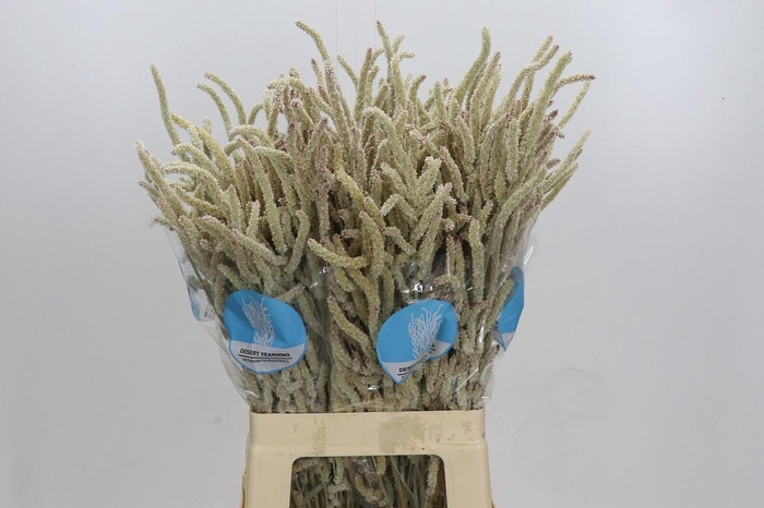 <h4>AMAR YEARMING DESERT</h4>