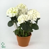 Hydrangea white 7/8 flowers