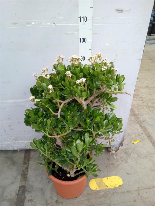 <h4>Crassula ovata</h4>