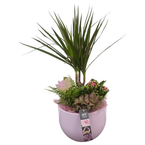 <h4>PTIB6320 Arrangementen kamerplanten</h4>