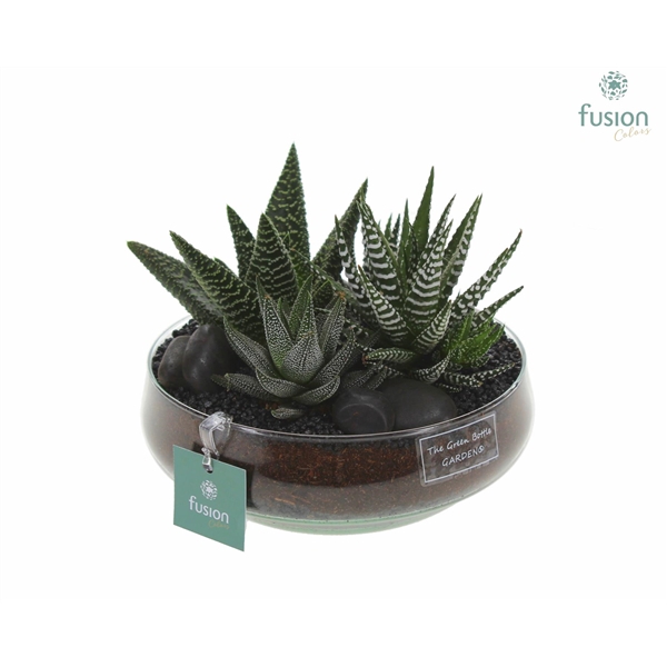 <h4>Green Bottle Iris Medium met Haworthia</h4>