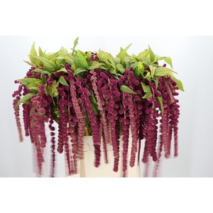Amaranthus Caudatus Rosary