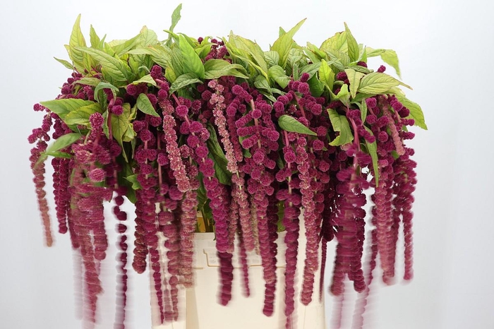 <h4>Amaranthus Caudatus Rosary</h4>
