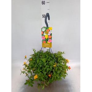 Portulaca   ...mix in pot